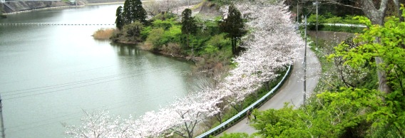 佐久間ダム公園の桜