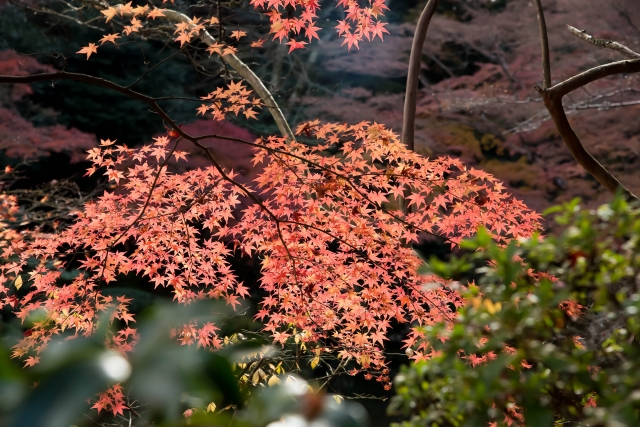 成田山公園紅葉まつり 2020