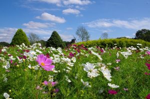 ふなばしアンデルセン公園　花の城ゾーン