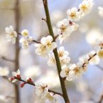 第59回「成田の梅まつり」