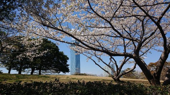 千葉ポートパークの桜