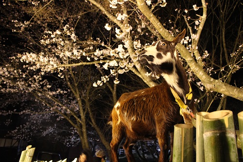 成田ゆめ牧場 夜桜ライトアップ