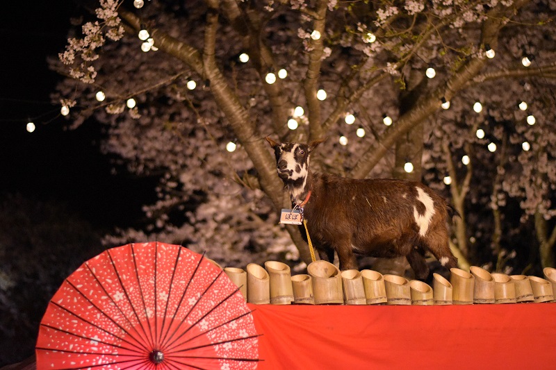 和×夜桜×ヤギ！“映え”間違いなしの写真スポットが登場です。お時間中、ご自由に癒されてください。